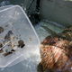 Plastic pieces ingested by a sea turtle in Corsica in July 2021.